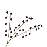 Fritillaria Spray Burgund