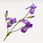 Iris Spray Purple