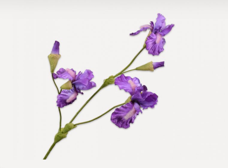 Iris Spray Purple