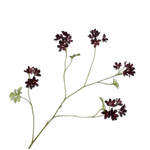 Pelargonium Spray Burgund