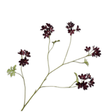 Pelargonium Spray Burgund