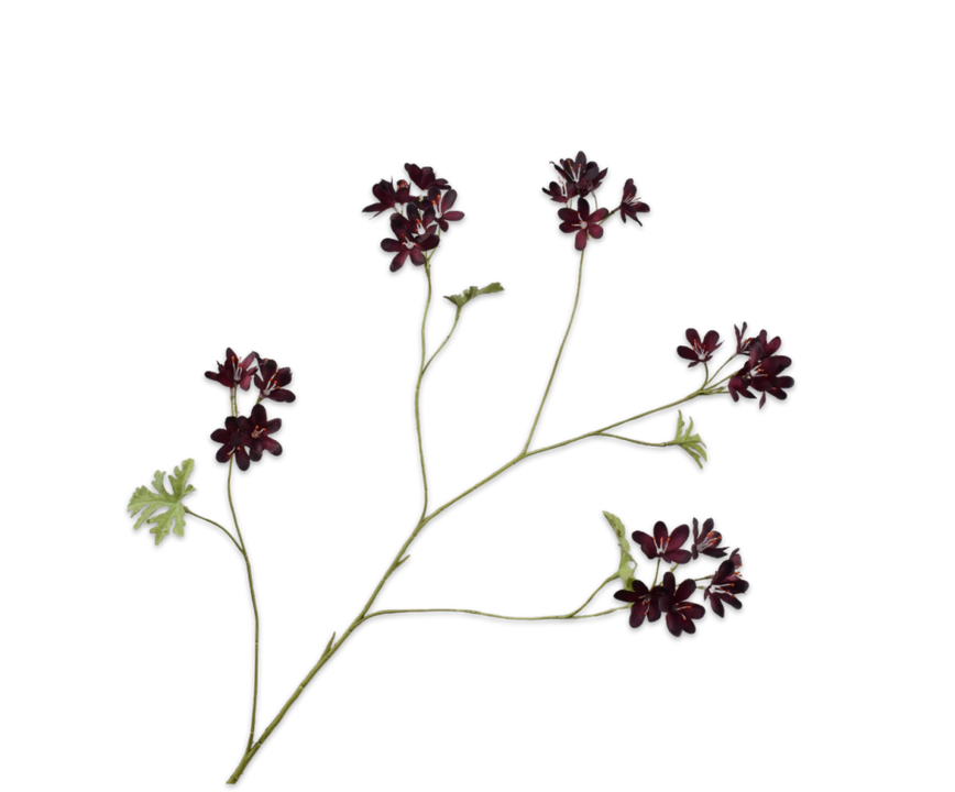 Pelargonium Spray Burgund