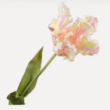 Tulip Stem Gr / Pnk