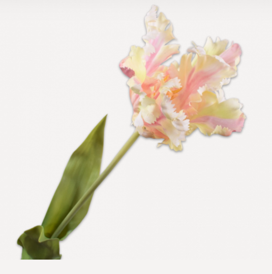 Tulip Stem Gr / Pnk