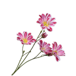 Daisy Stem Beauty