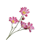 Daisy Stem Beauty