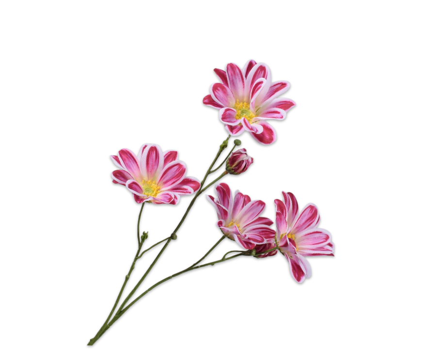 Daisy Stem Beauty