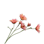 Daisy Stem Pnk/Yll