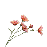 Daisy Stem Pnk/Yll
