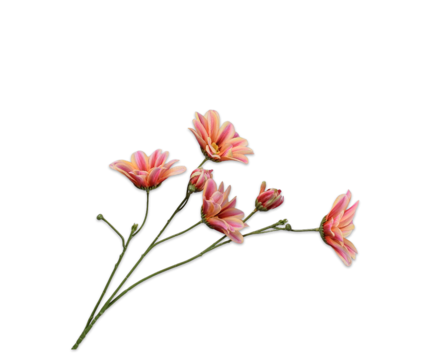 Daisy Stem Pnk/Yll