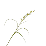 Grass Spray Green - 108