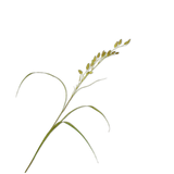 Grass Spray Green - 108