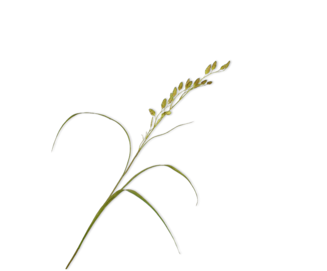 Grass Spray Green - 108