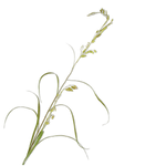 Grass Spray Green - 156