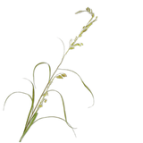 Grass Spray Green - 156