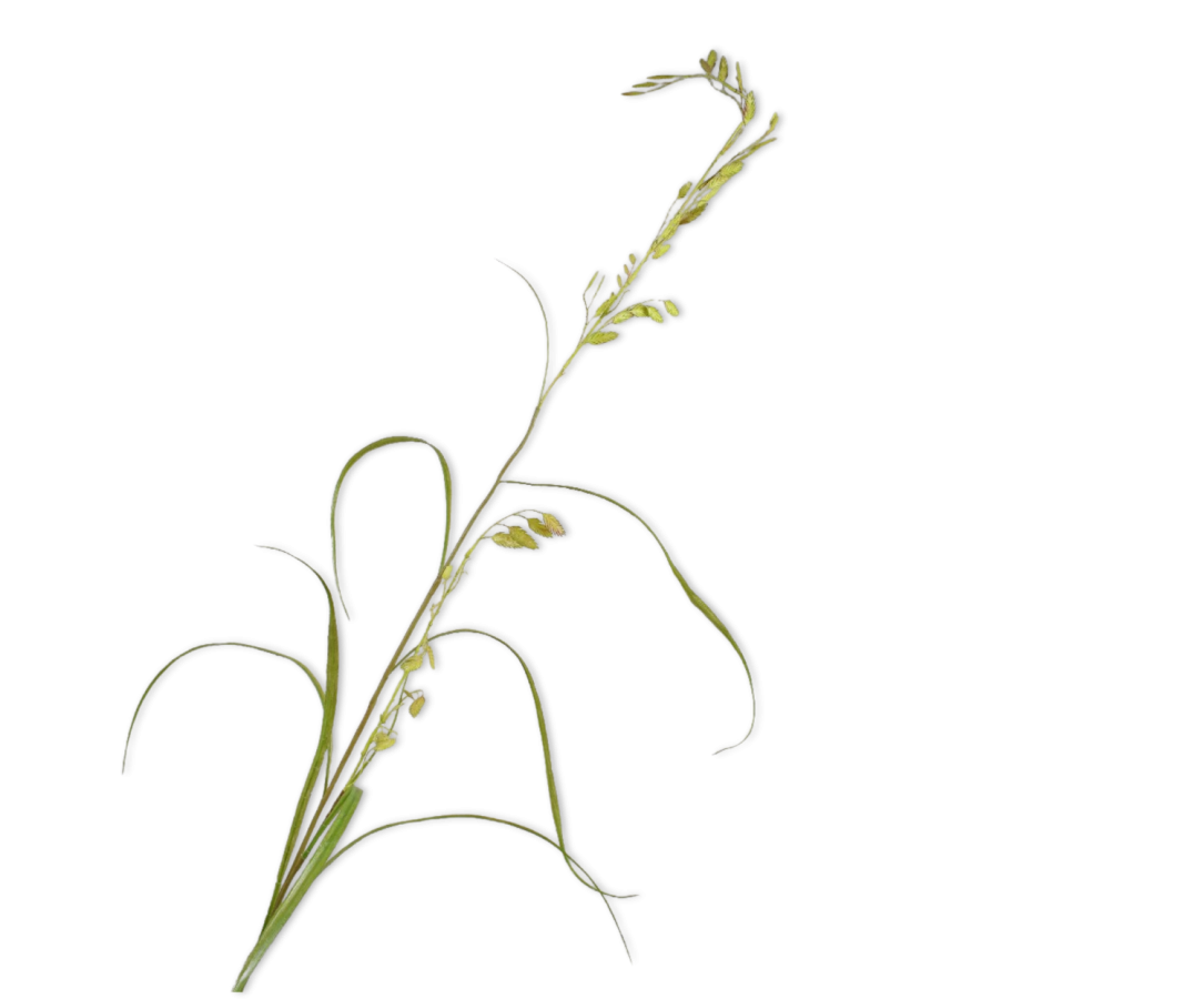 Grass Spray Green - 156