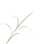 Grass Spray Green -130