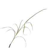 Grass Spray Green - 173