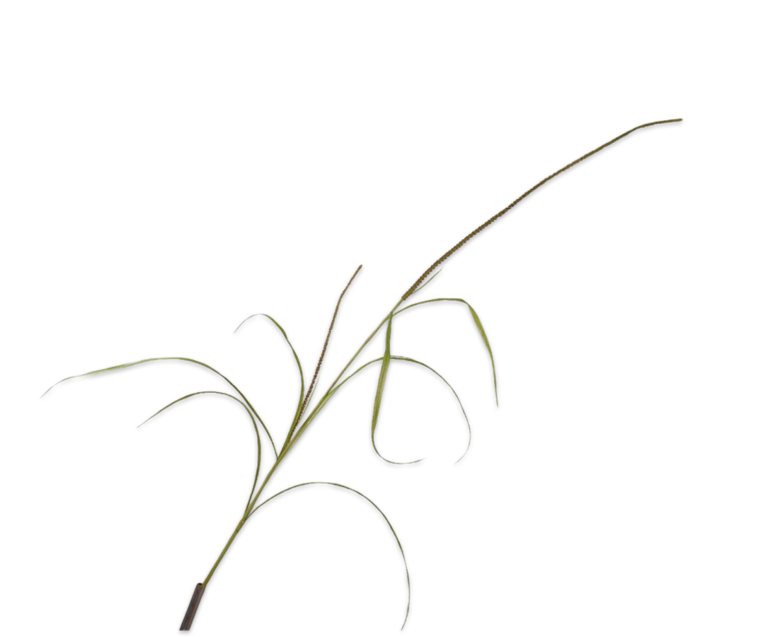 Grass Spray Green - 173