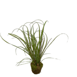 Grass O/Soil Green-74