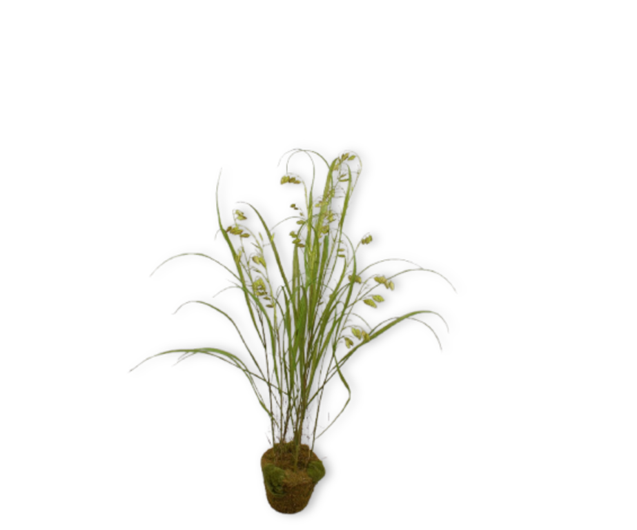 Grass O/Soil Green-122