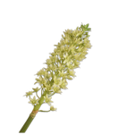 Eucomis Spray Green