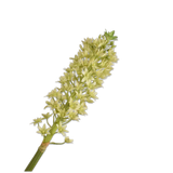 Eucomis Spray Green