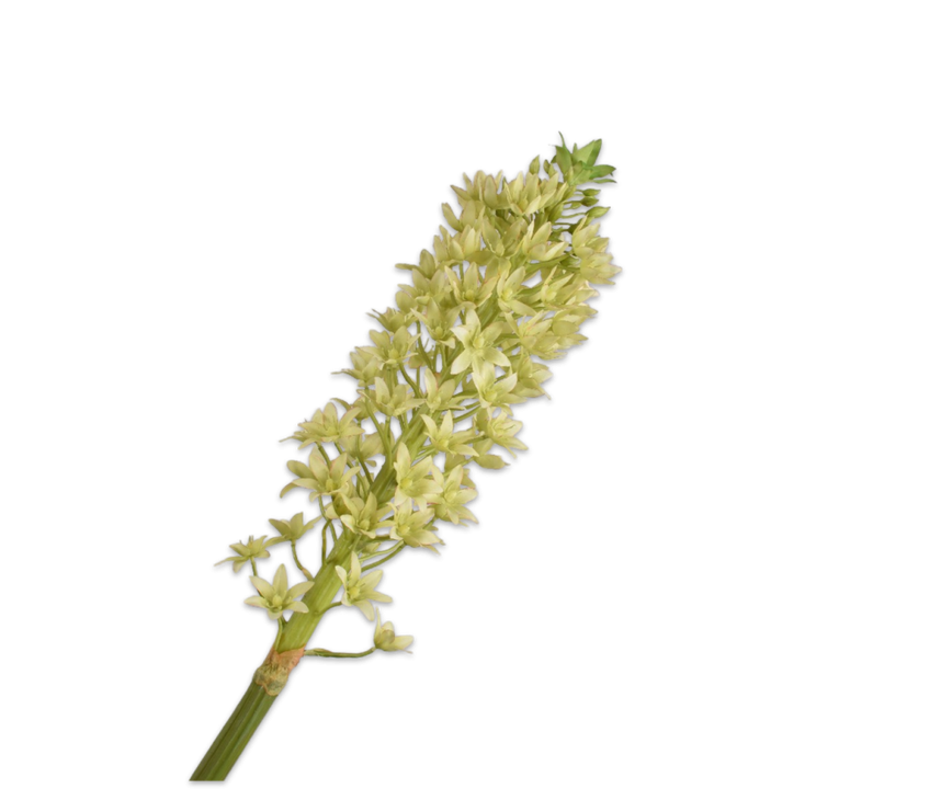 Eucomis Spray Green