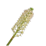 Eucomis Spray Cream