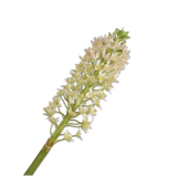 Eucomis Spray Cream
