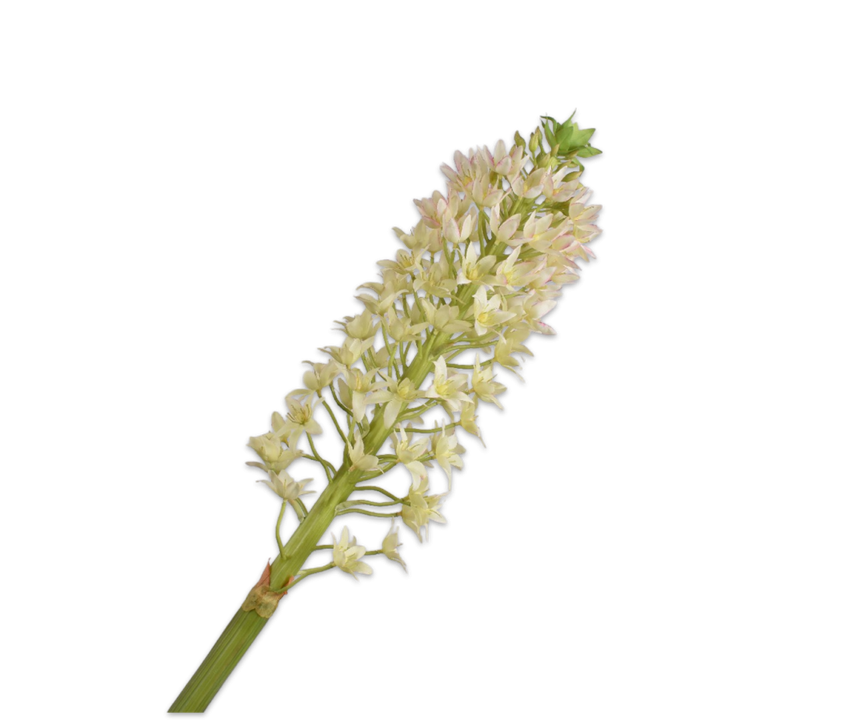 Eucomis Spray Cream