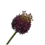 Thistle Stem Prp/Gr
