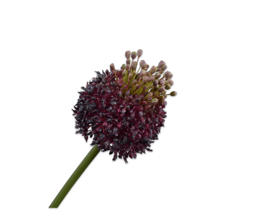 Thistle Stem Prp/Gr