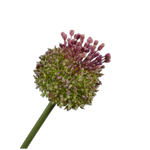 Thistle Stem Ll/Gr