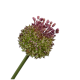 Thistle Stem Ll/Gr