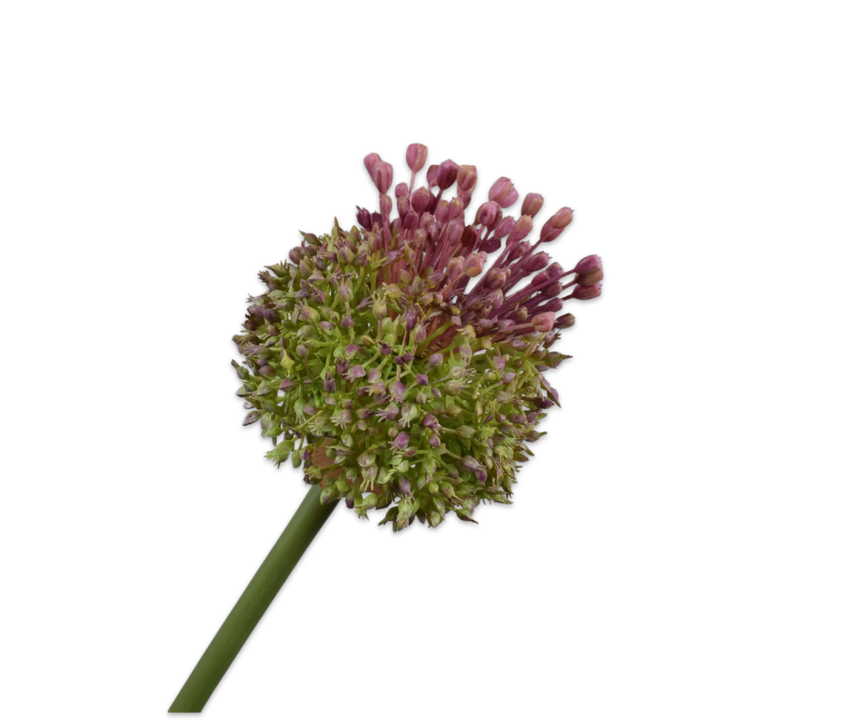 Thistle Stem Ll/Gr