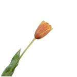Tulip Stem Yll/Org Rt