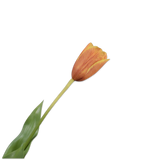 Tulip Stem Yll/Org Rt