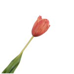 Tulip Stem Ora/Yll Rt