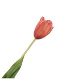Tulip Stem Ora/Yll Rt