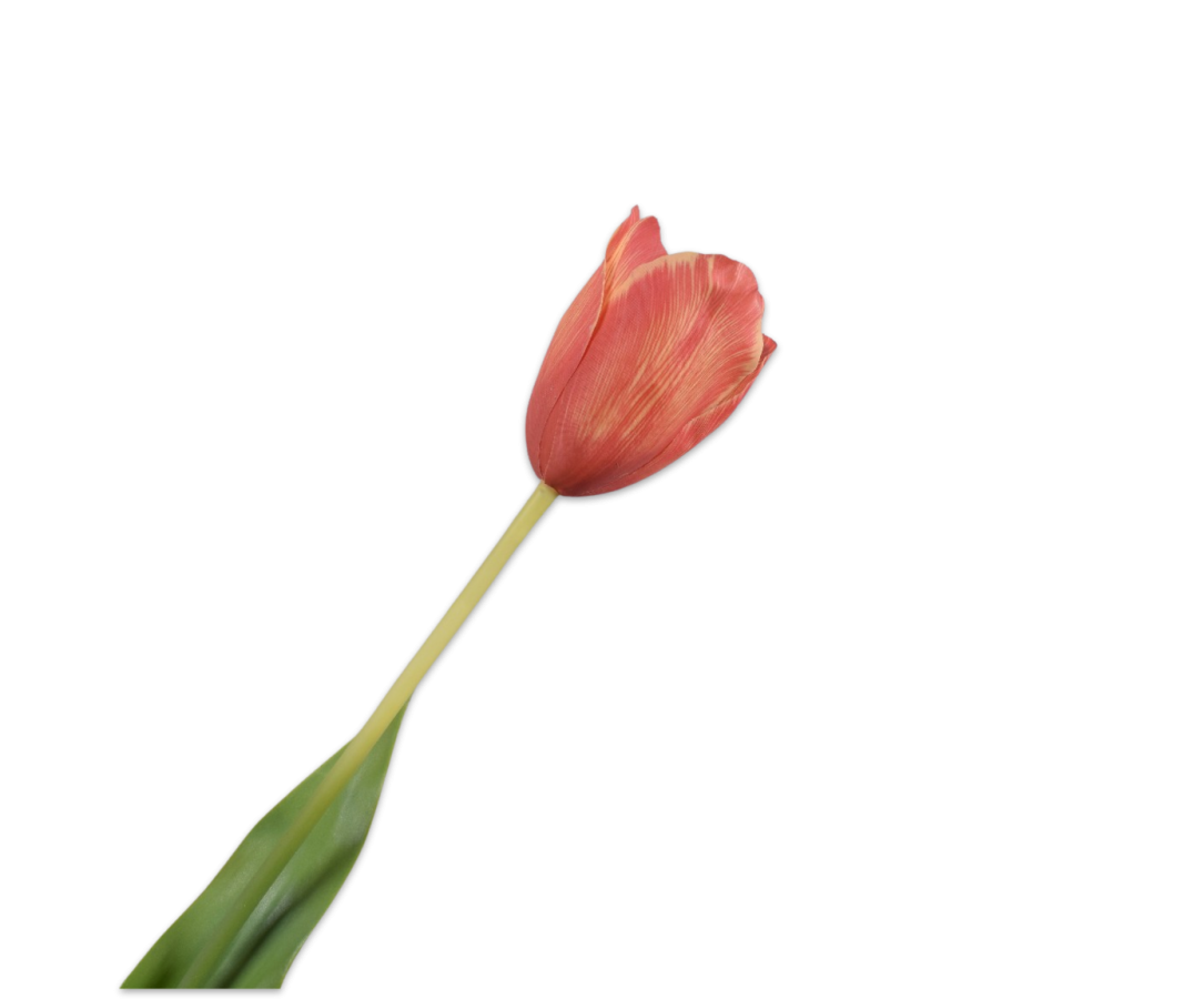 Tulip Stem Ora/Yll Rt