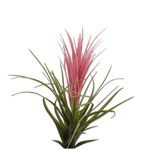 Tillandsia Stem Pnk/Grn