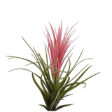 Tillandsia Stem Pnk/Grn