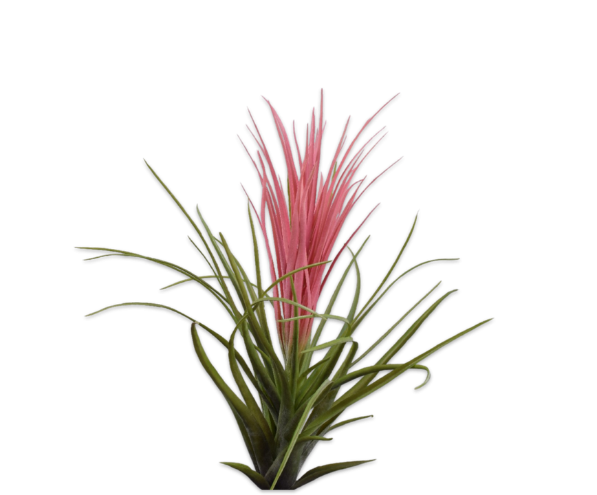Tillandsia Stem Pnk/Grn