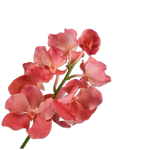 Vanda Spray Salmon Rt