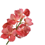 Vanda Spray Salmon Rt