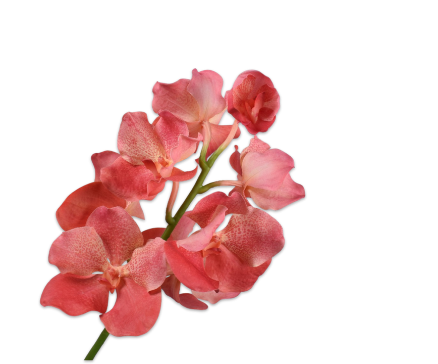 Vanda Spray Salmon Rt
