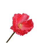 Poppy Stem Beauty