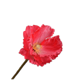 Poppy Stem Beauty