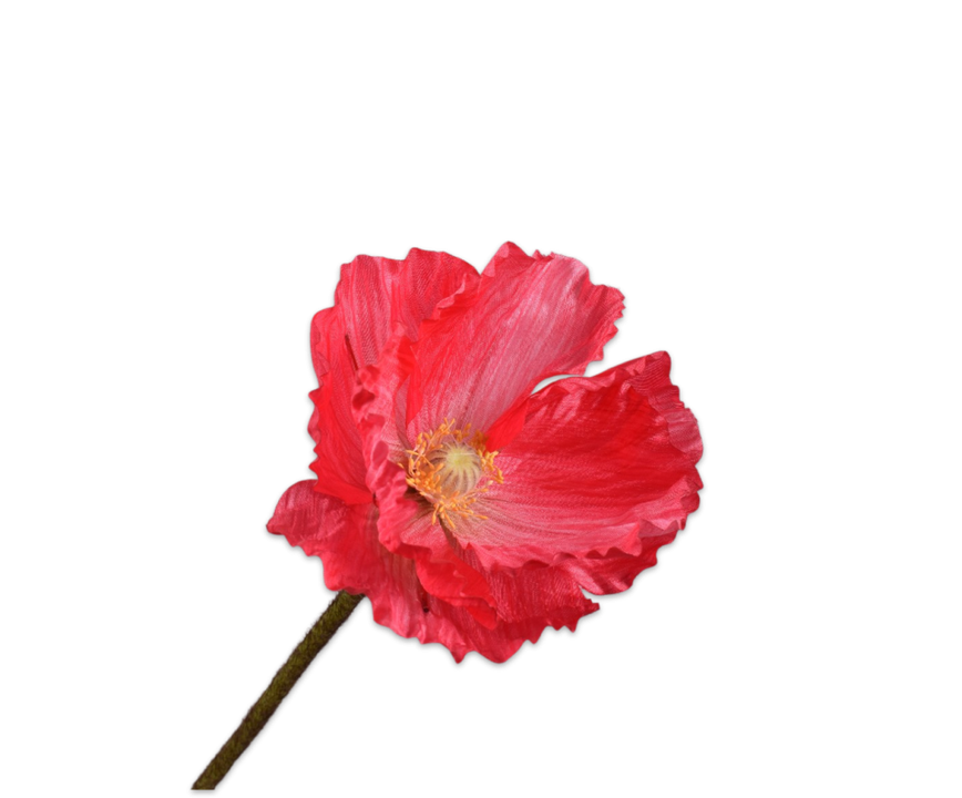 Poppy Stem Beauty